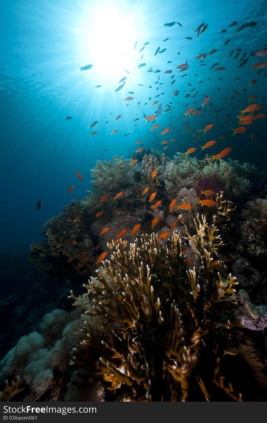 Tropical Underwater Life In The Red Sea.