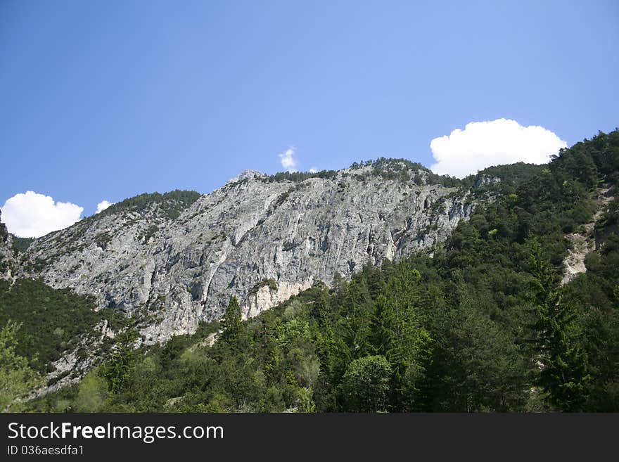 Many coniferous trees are located in a steep rock slope. Many coniferous trees are located in a steep rock slope