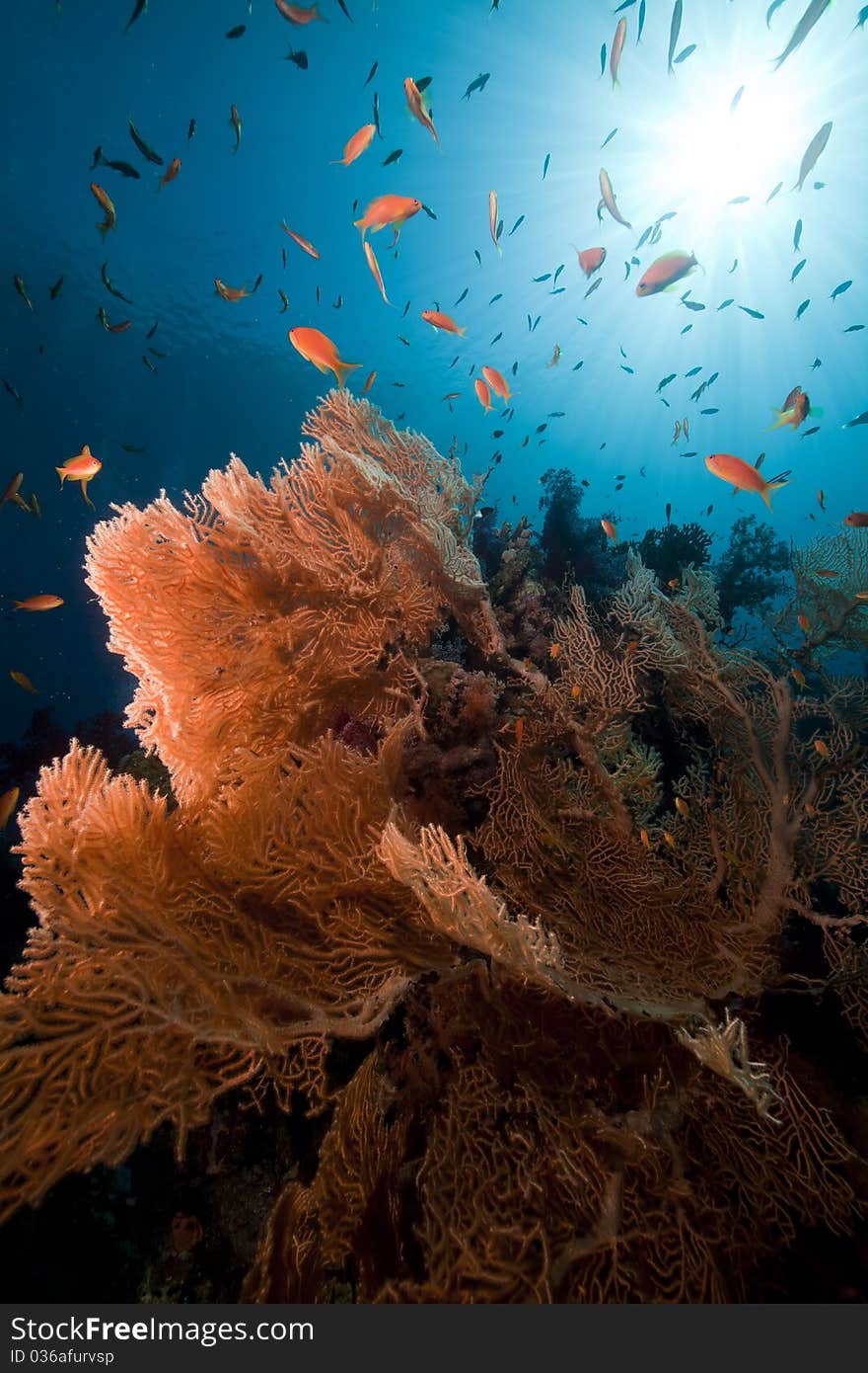 Sea fan and tropical underwater life in the Red Sea. Sea fan and tropical underwater life in the Red Sea.