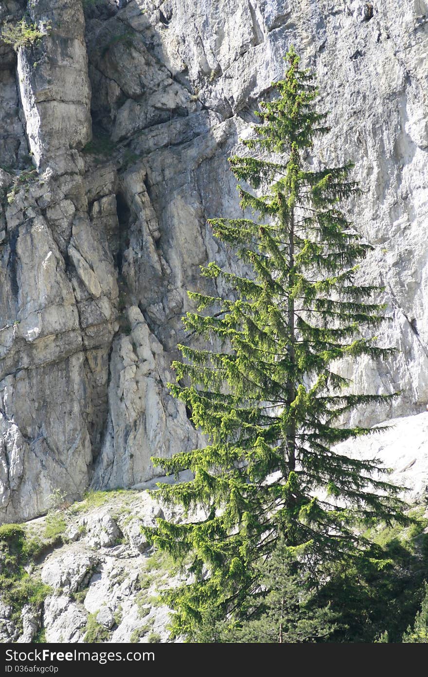 Larch before rock wall in the mountains