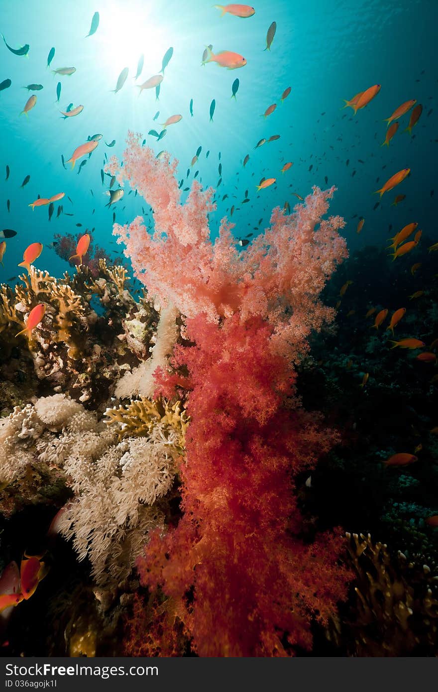 Tropical underwater life in the Red Sea.