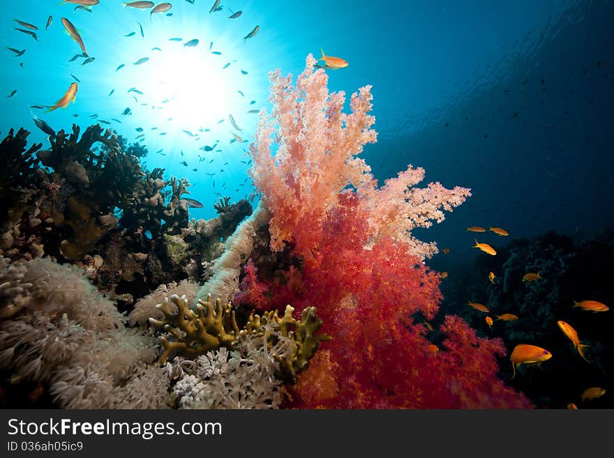 Tropical underwater life in the Red Sea.