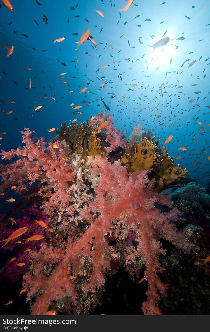 Tropical underwater life in the Red Sea.