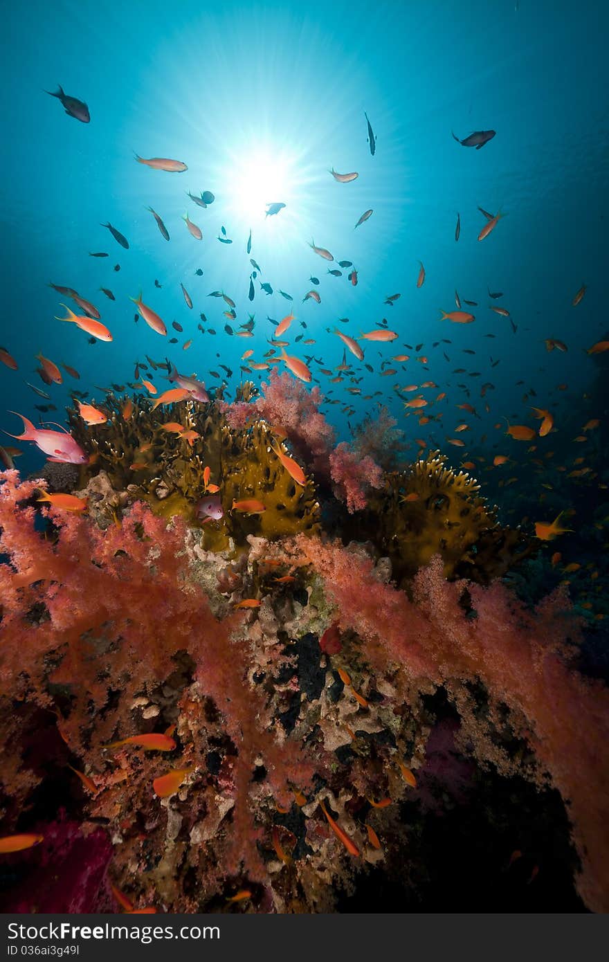 Tropical Underwater Life In The Red Sea.