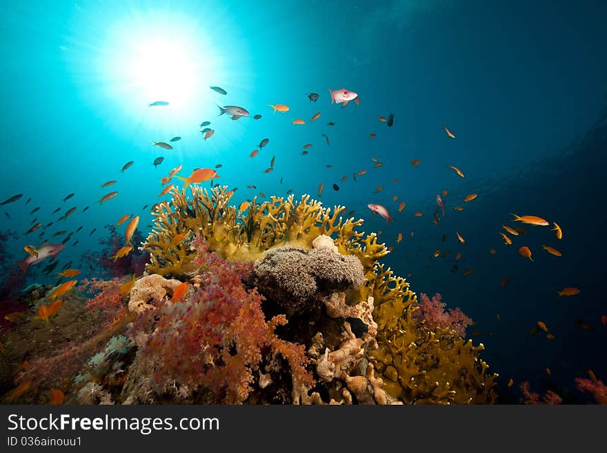 Tropical underwater life in the Red Sea.