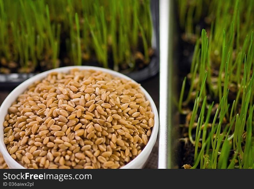 Plate of Wheat Grown at Home from Seeds. Plate of Wheat Grown at Home from Seeds