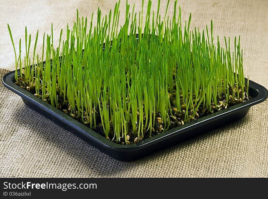 Plate of Wheat Grown at Home. Plate of Wheat Grown at Home