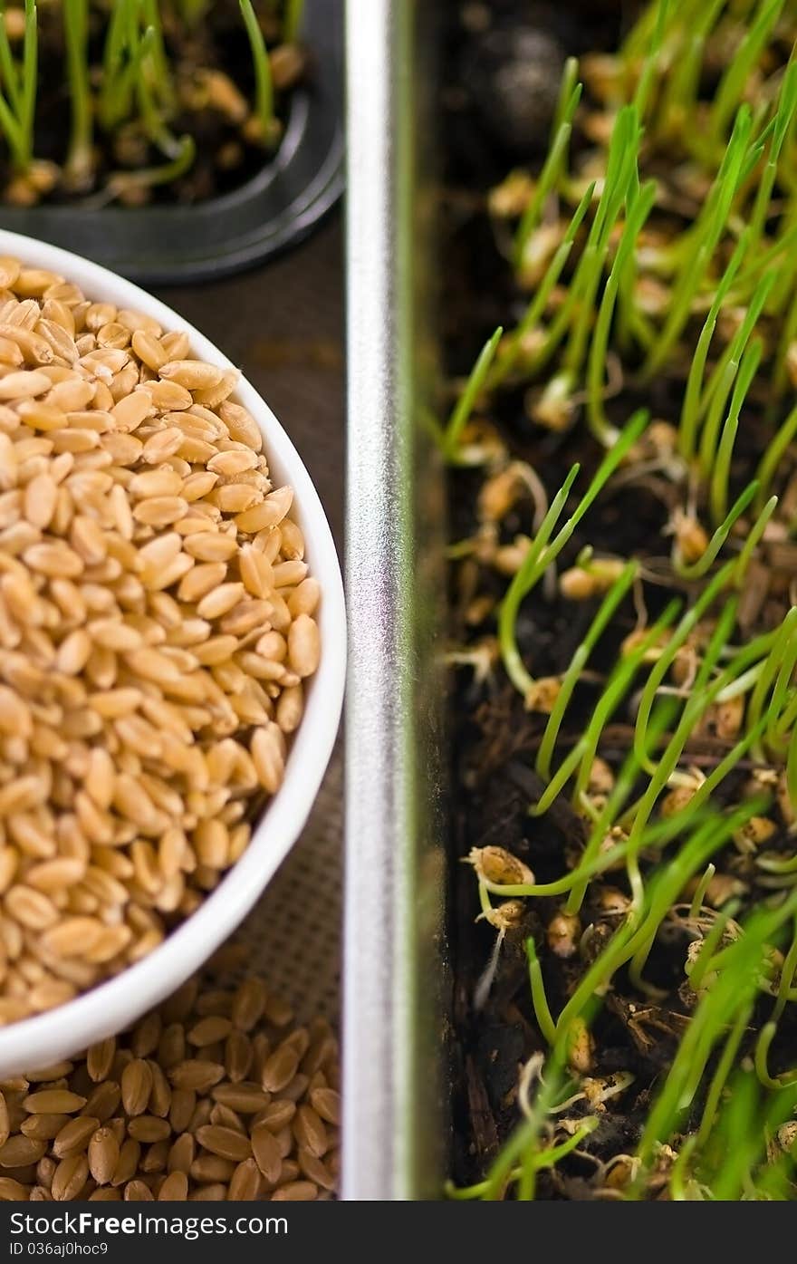 Plate of Wheat Grown at Home from Seeds. Plate of Wheat Grown at Home from Seeds