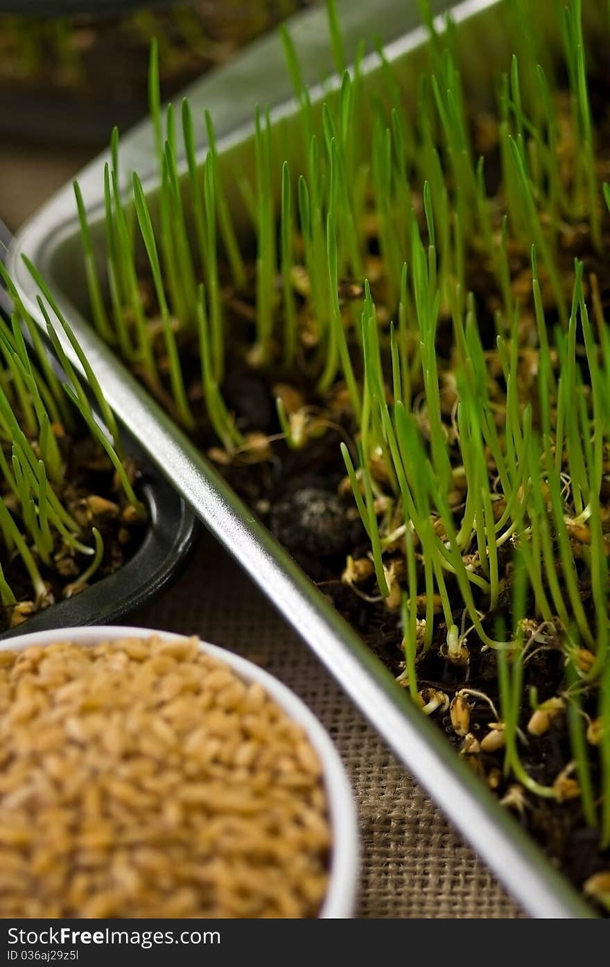 Plate of Wheat Grown at Home from Seeds. Plate of Wheat Grown at Home from Seeds