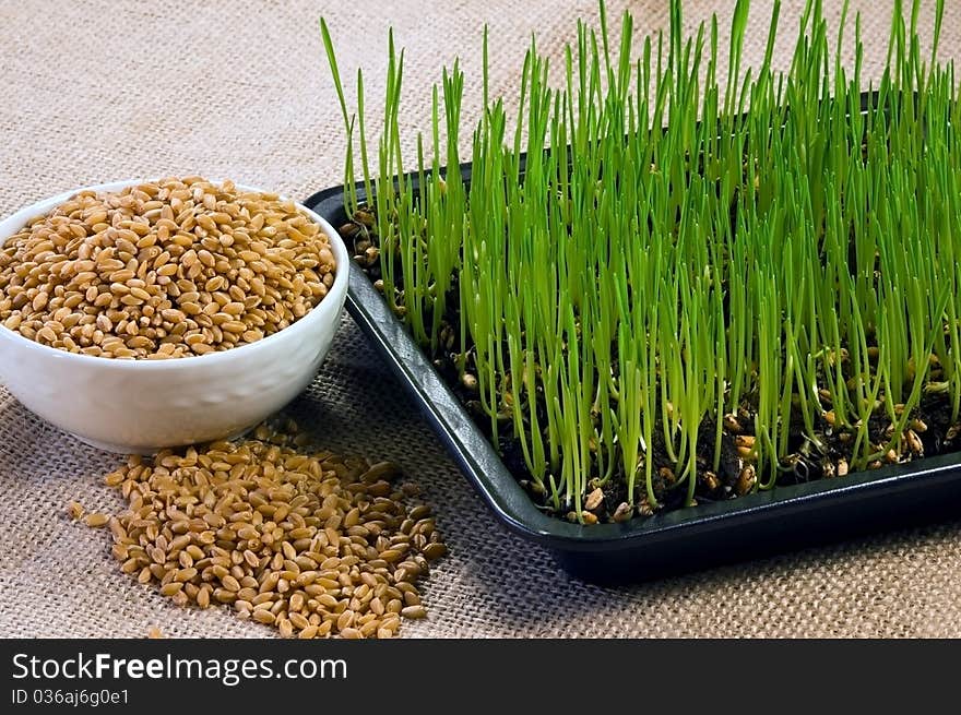 Plate of Wheat Grown at Home from Seeds. Plate of Wheat Grown at Home from Seeds