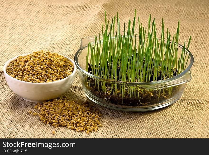 Plate of Wheat Grown at Home from Seeds. Plate of Wheat Grown at Home from Seeds