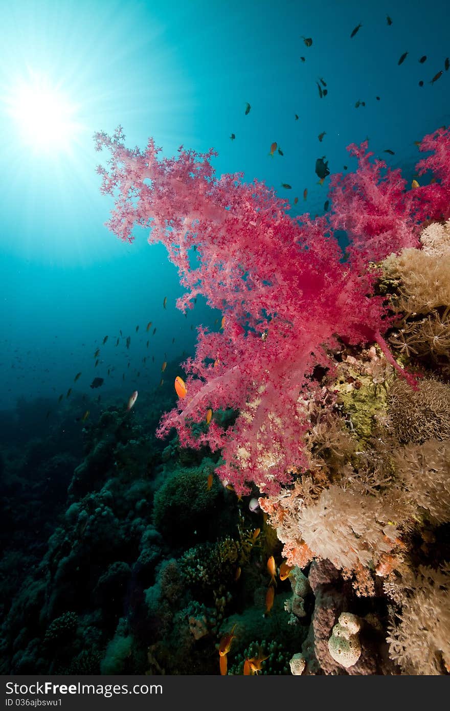 Tropical Underwater Life In The Red Sea.