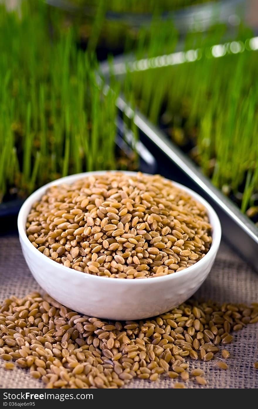 Plate of Wheat Grown at Home from Seeds. Plate of Wheat Grown at Home from Seeds