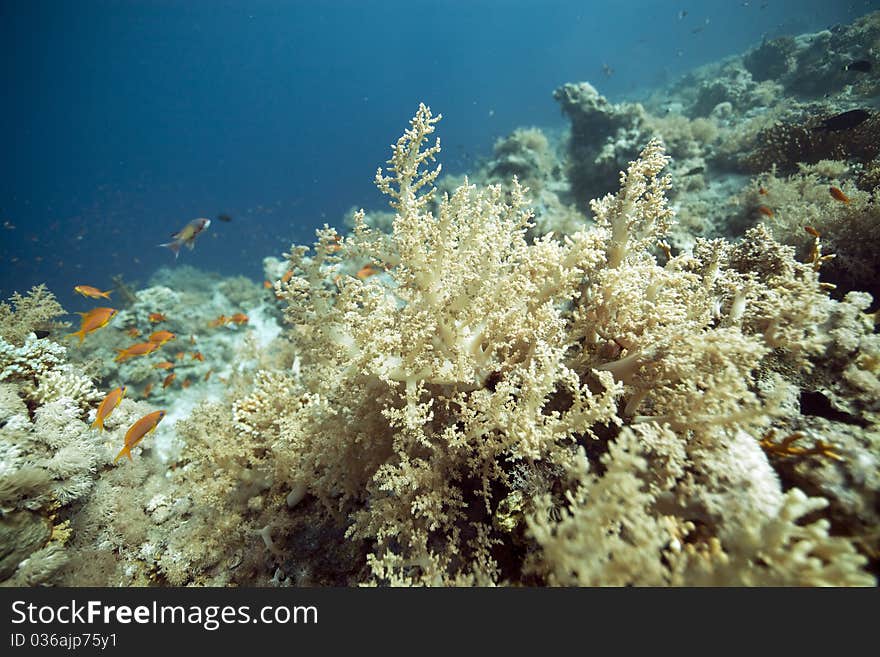 Tropical underwater life in the Red Sea.