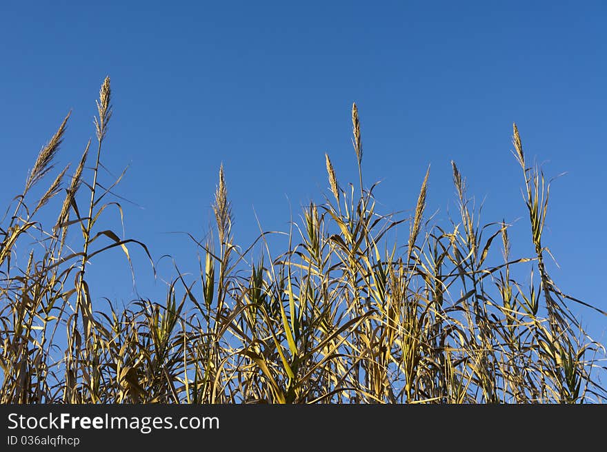 Reeds with blue sky in a field