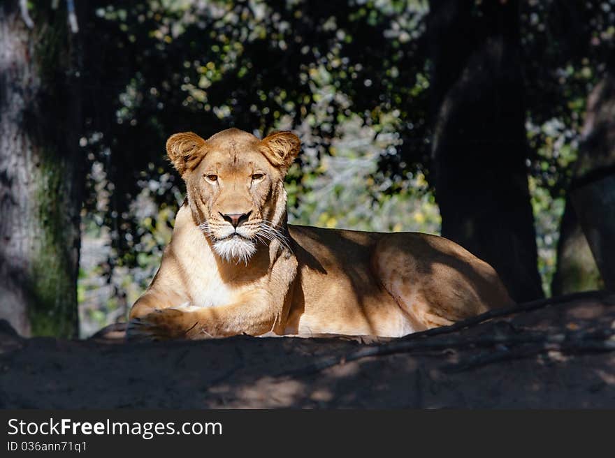 Portrait of a golden brown female lion staring  in direction of camera and resting in a patch of sunlight. Portrait of a golden brown female lion staring  in direction of camera and resting in a patch of sunlight.