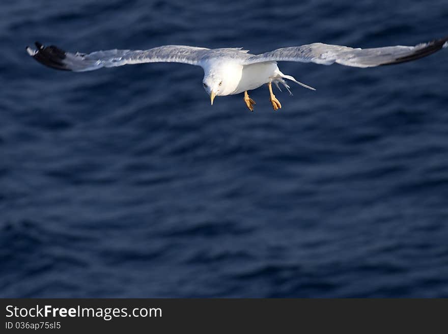 Beautiful white seagull flying over deep blue waves