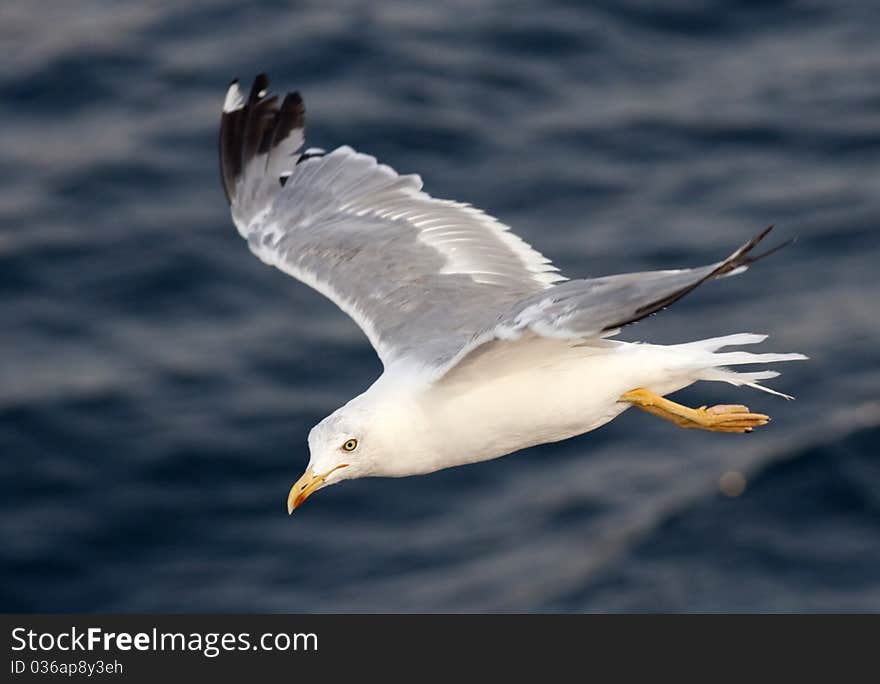 Beautiful white seagull flying over deep blue waves