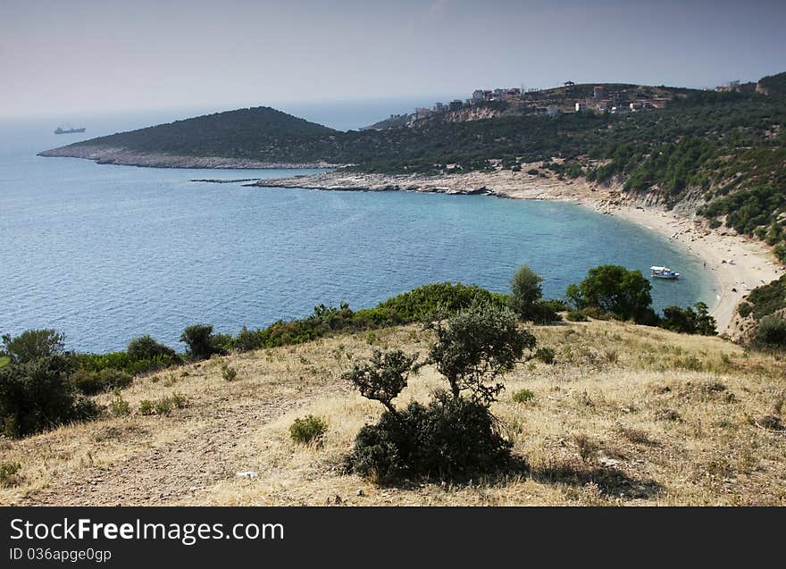 Landscape with olive tree at sunny Greek seaside