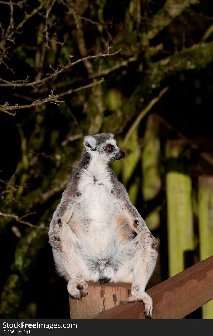 Ring tailed lemur