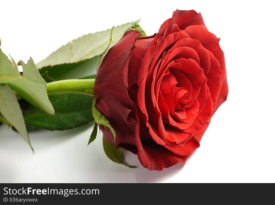 One red rose isolated over white