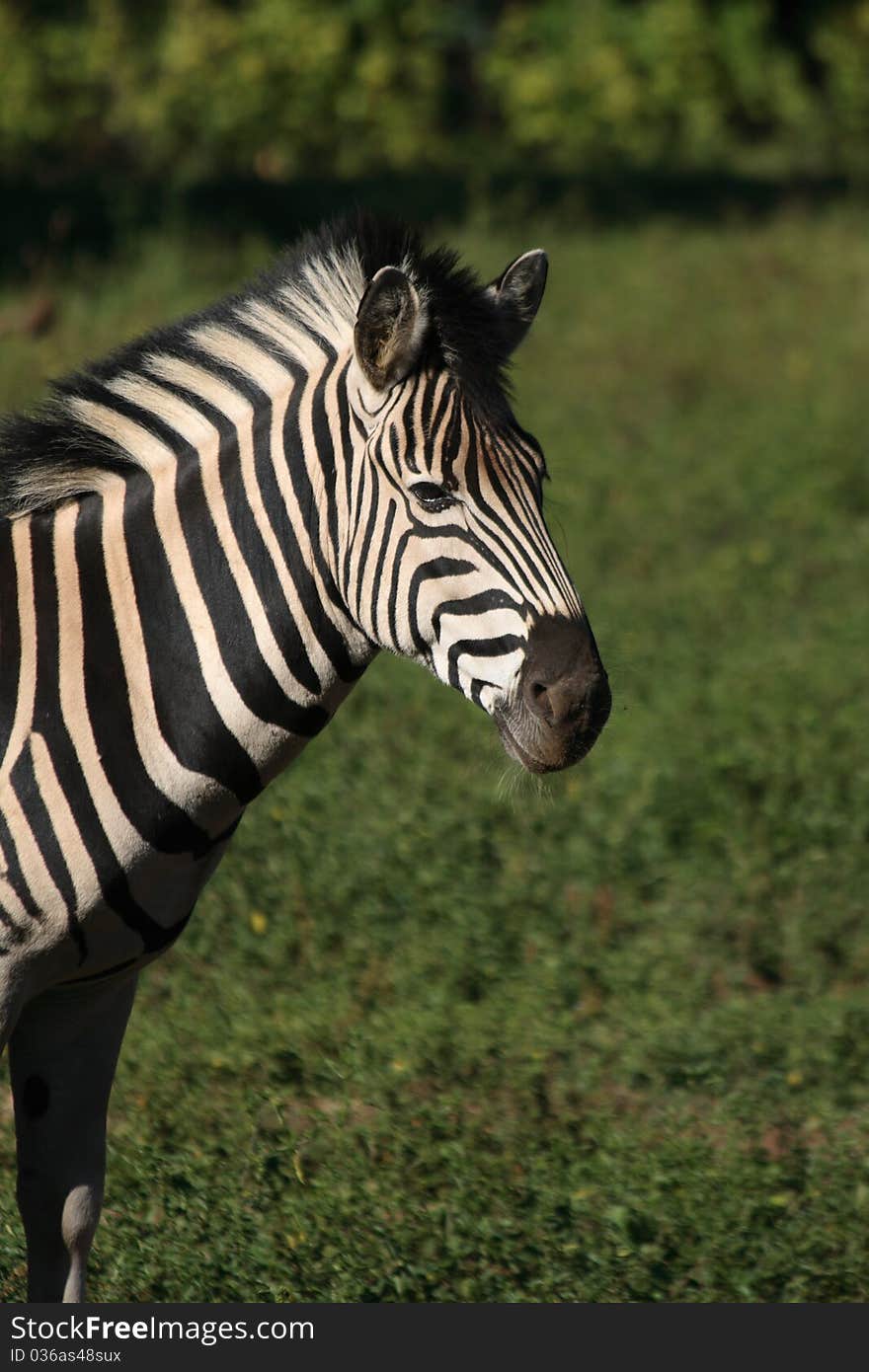 Portrait of a zebra, green grass as background