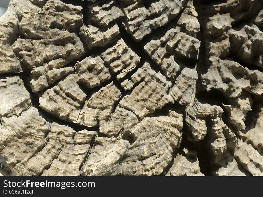 An old weathered cross section of a tree trunk showing the cracks where the wood has dried out as well as the rings of age. An old weathered cross section of a tree trunk showing the cracks where the wood has dried out as well as the rings of age.