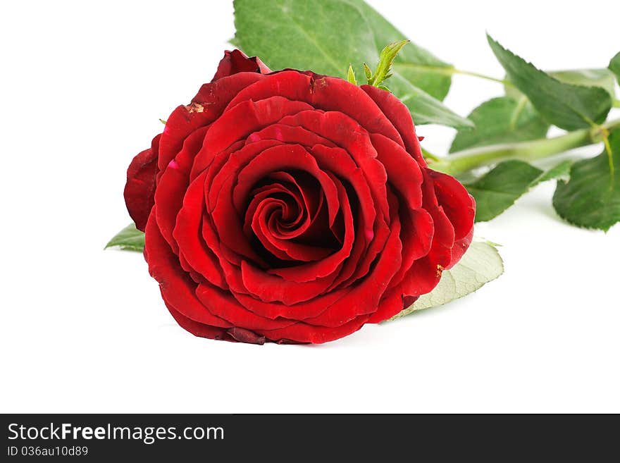 One red rose isolated over white