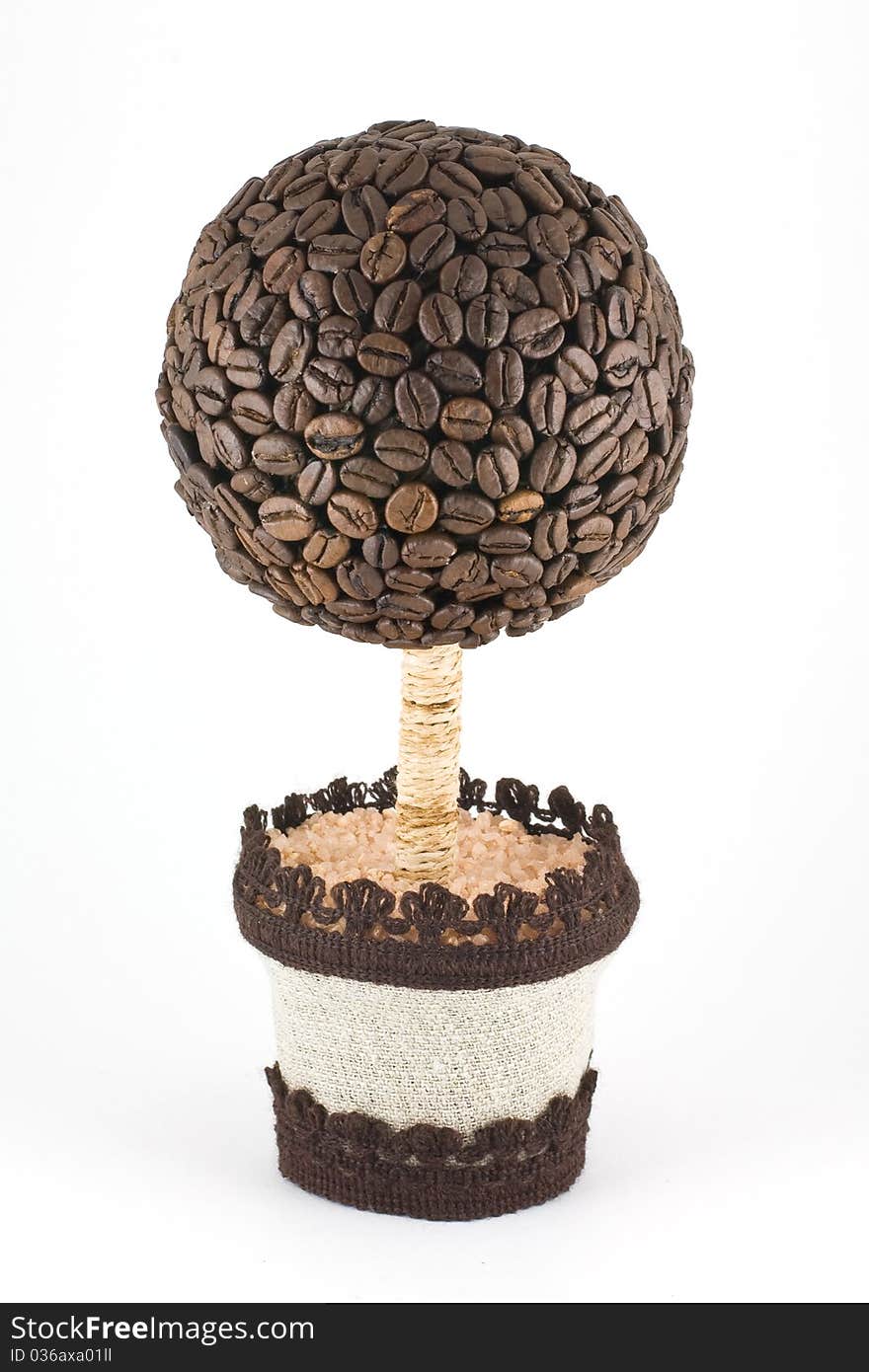 Tree from coffee beans