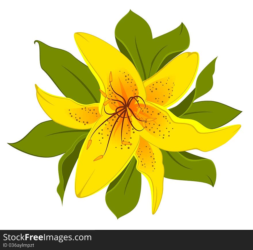 Beautiful Lily Design Element