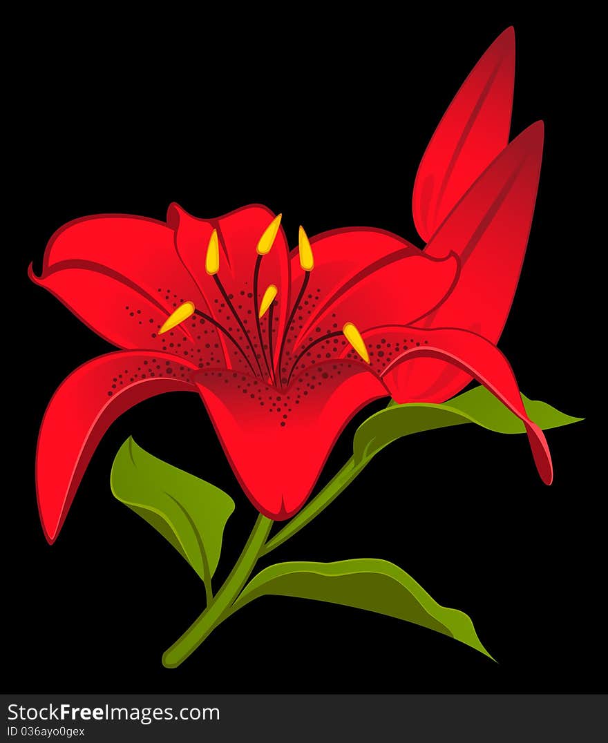 Beautiful Lily Design Element