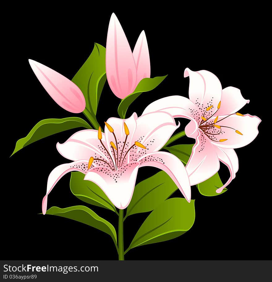 Beautiful Lily bouquet.beautiful illustration for a design