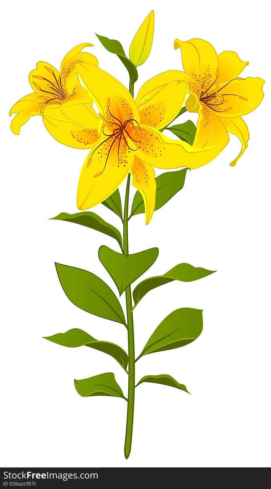 Beautiful Lily design element.beautiful illustration for a design