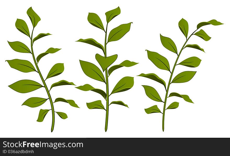 Beautiful leafs design element.beautiful illustration for a design