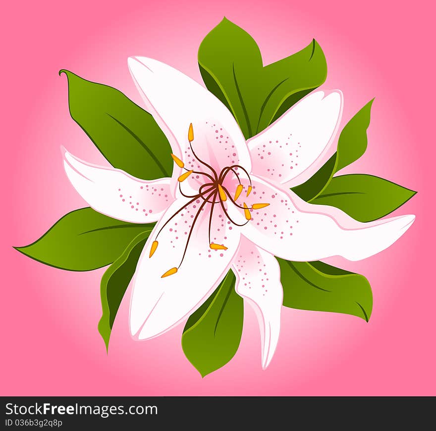 Beautiful Lily design element.beautiful illustration for a design