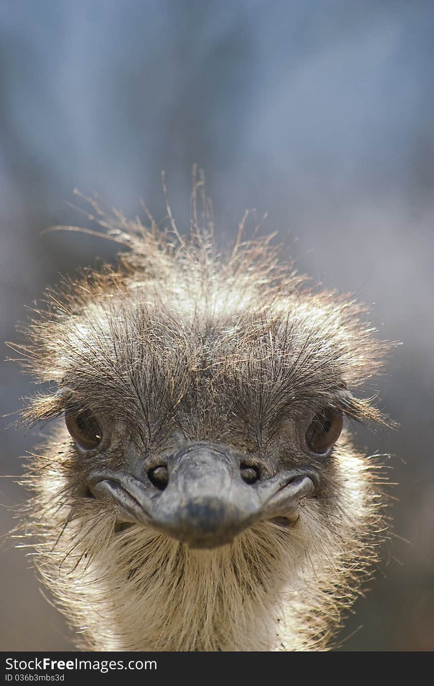 Ostrich