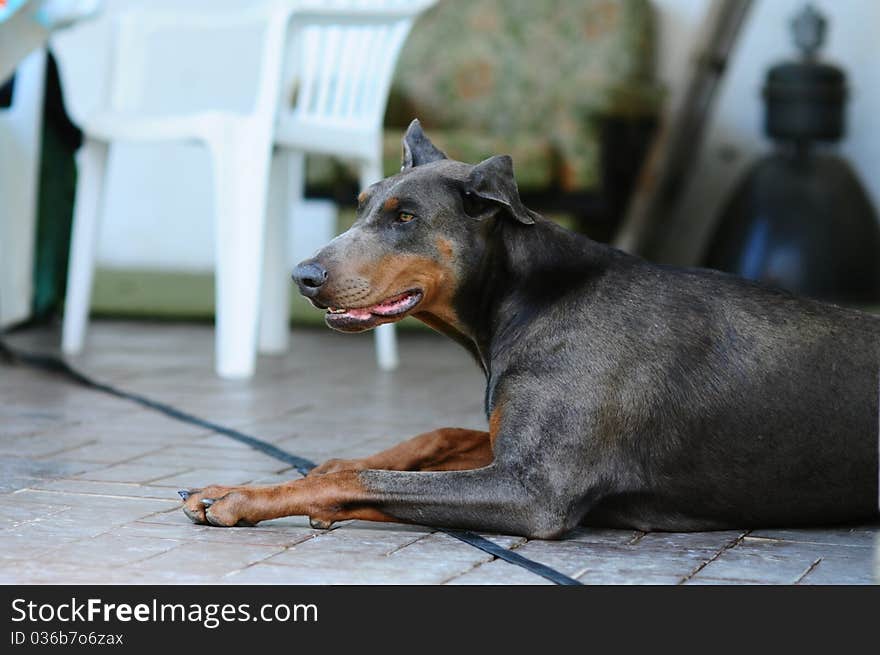 Blue dobermann relaxing on the floow