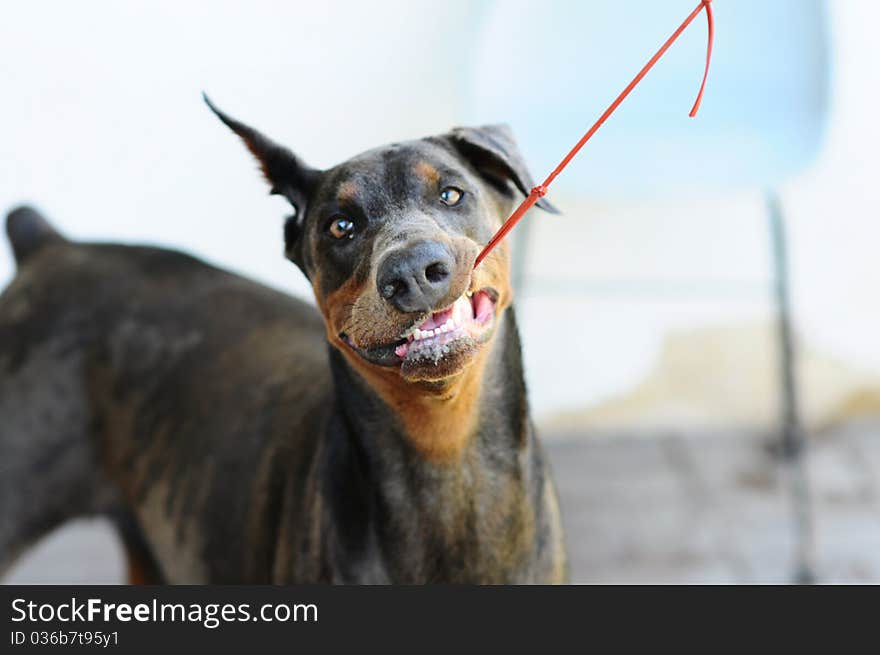 Blue dobermann holding the ball