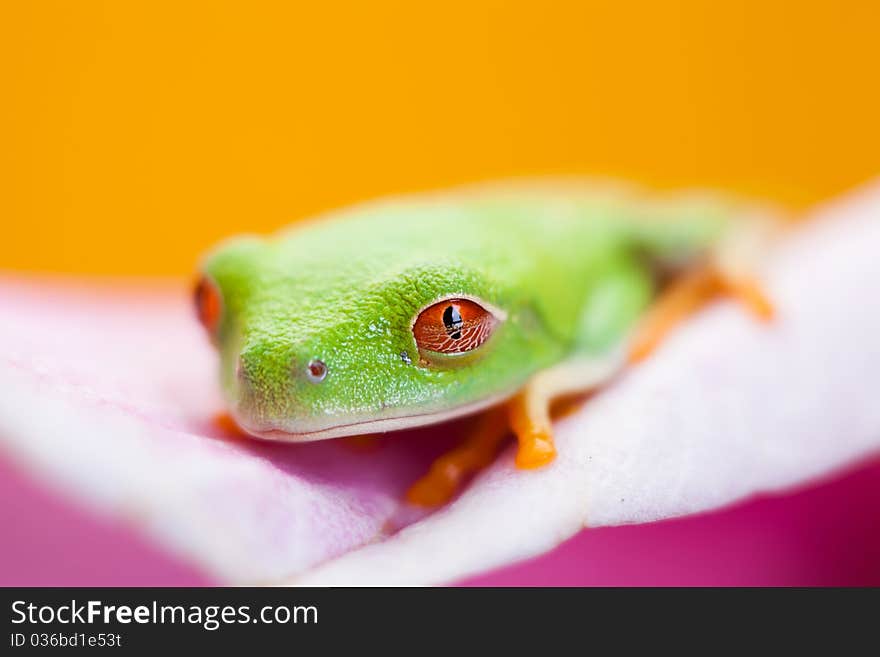 Green frog on the flower. Yellow background.