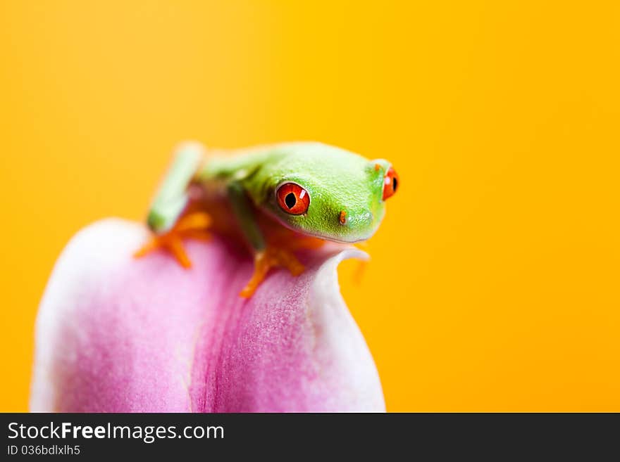 Green frog on the flower. Yellow background.