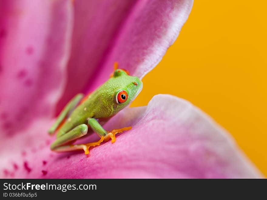 Green frog on the flower. Yellow background.