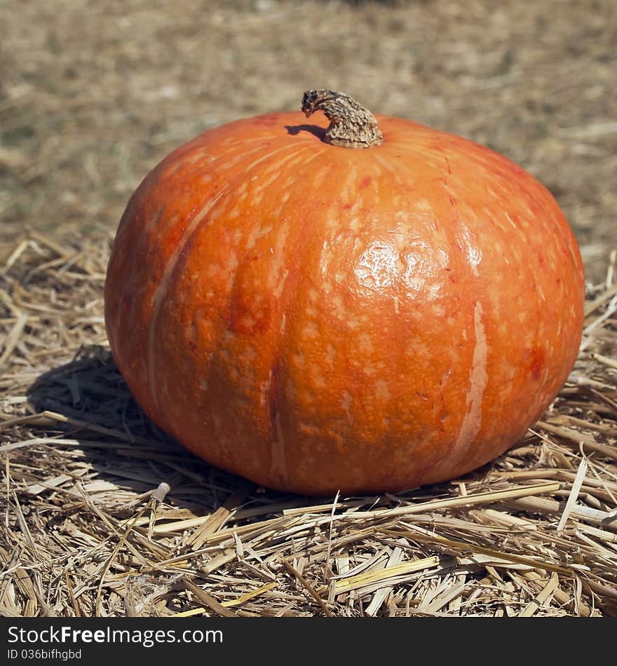 The orange pumpkin Placed on dry grass