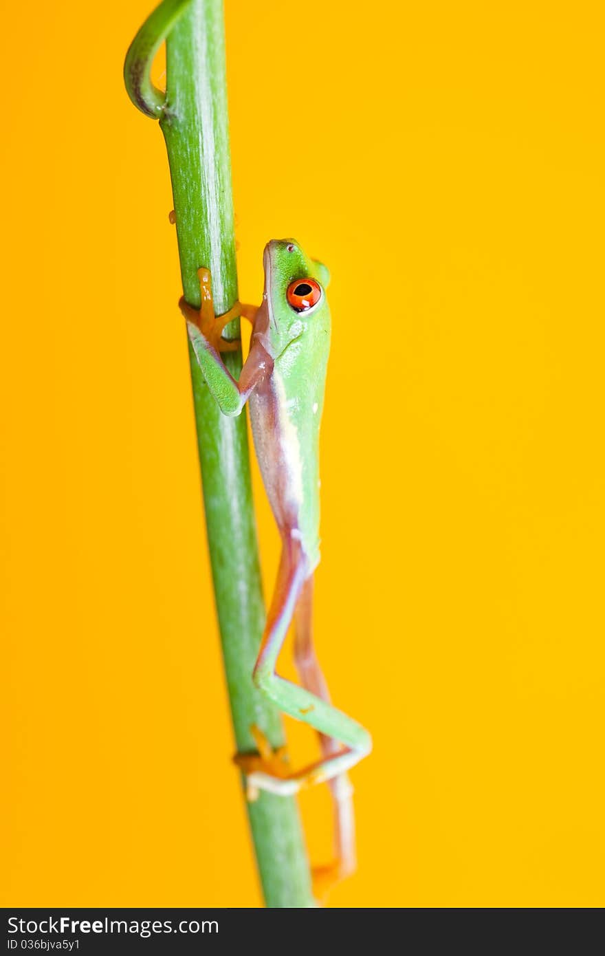 Green frog on the flower. Yellow background.