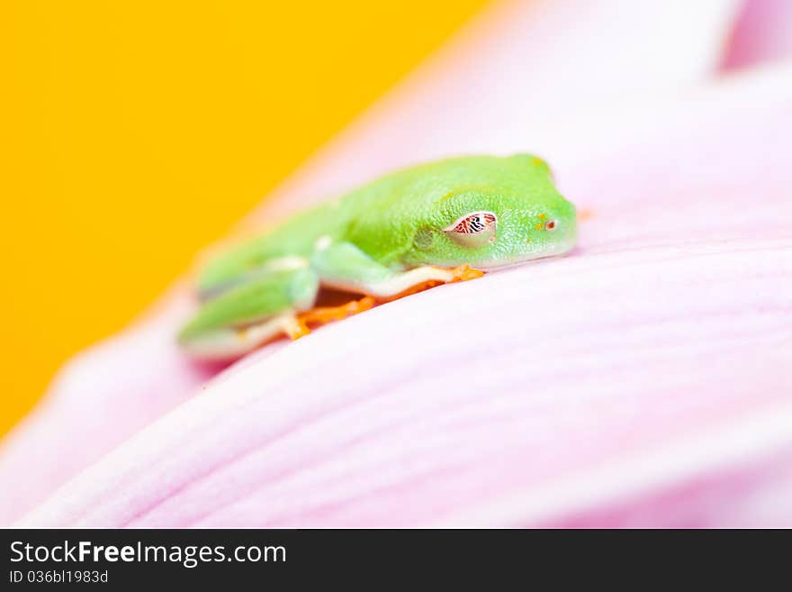 Green frog on the flower. Yellow background.