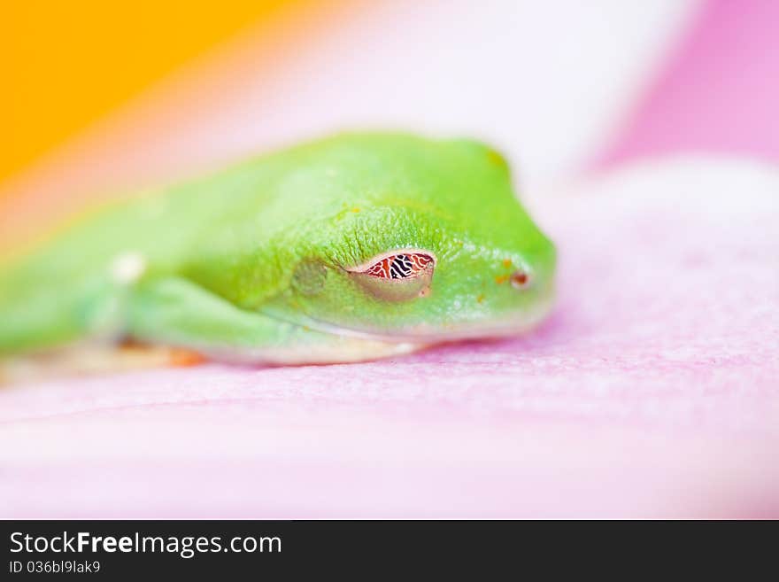 Green frog on the flower. Yellow background.