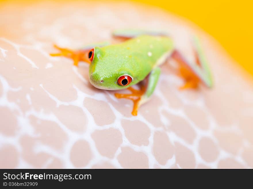 Green frog on the flower. Yellow background.