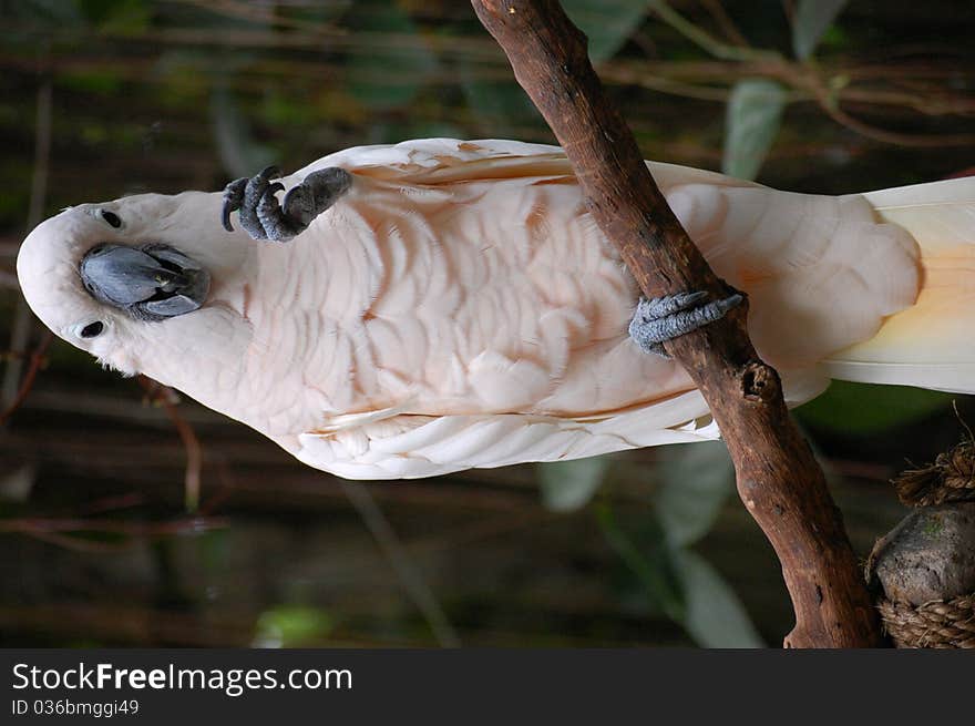 White cockatoo sitting on a branch.