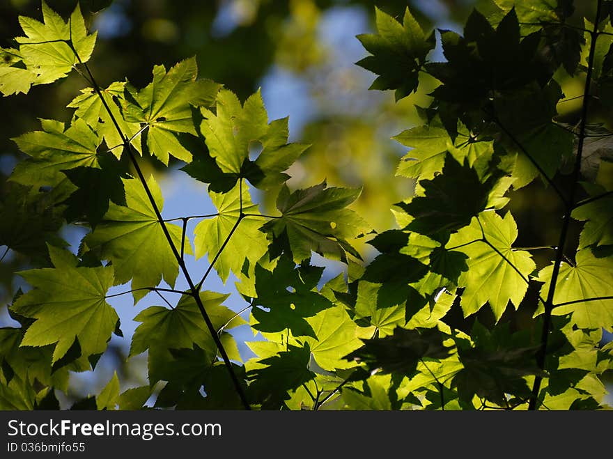 Close-up green leaves