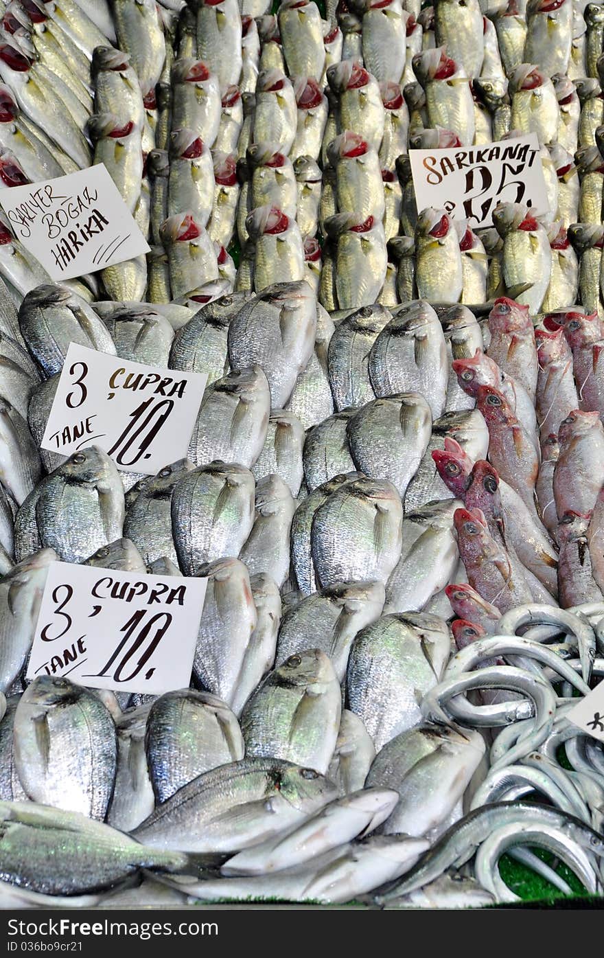 Photo of fresh fish at the Fish Market