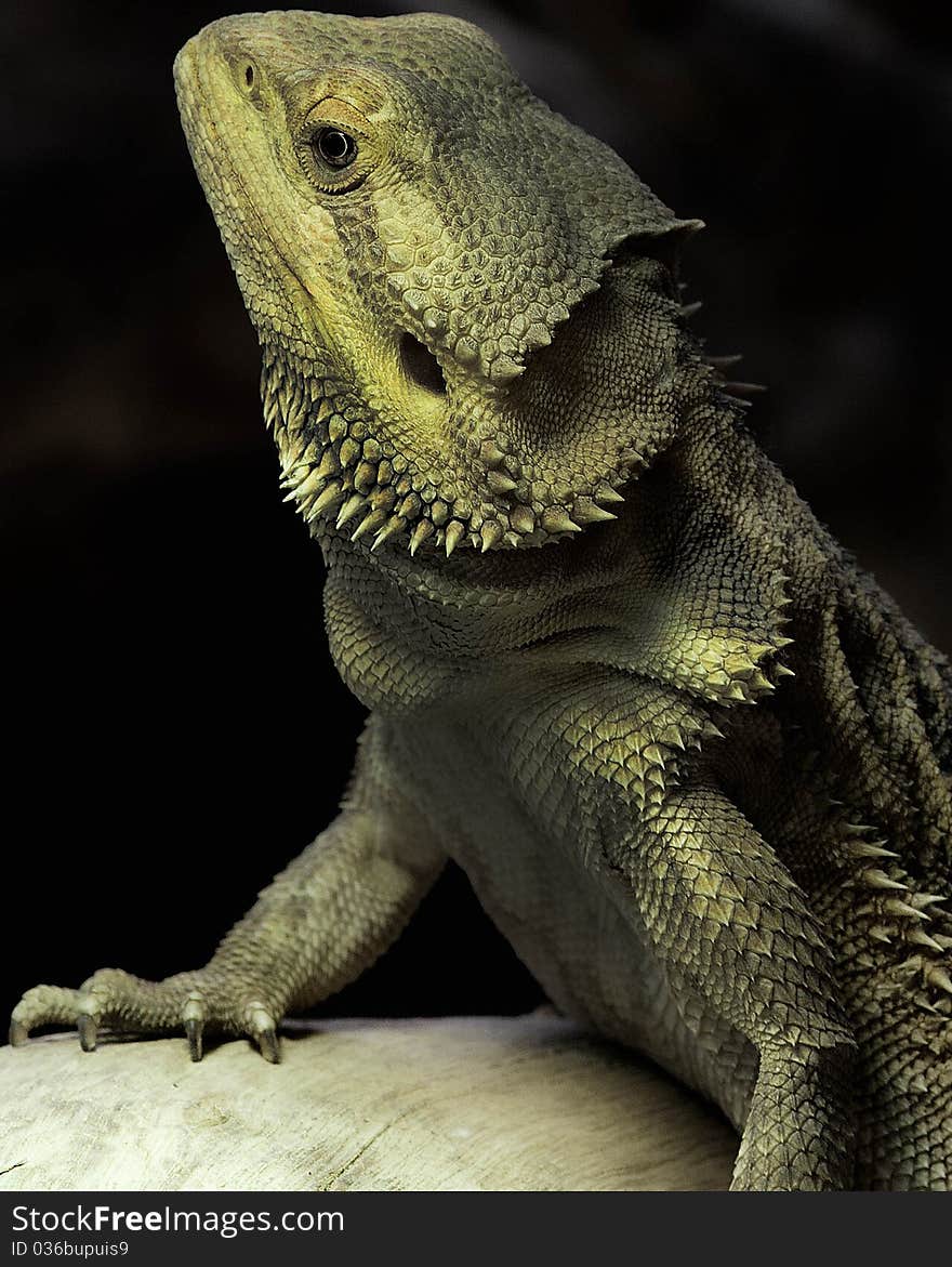 Royal Reptile